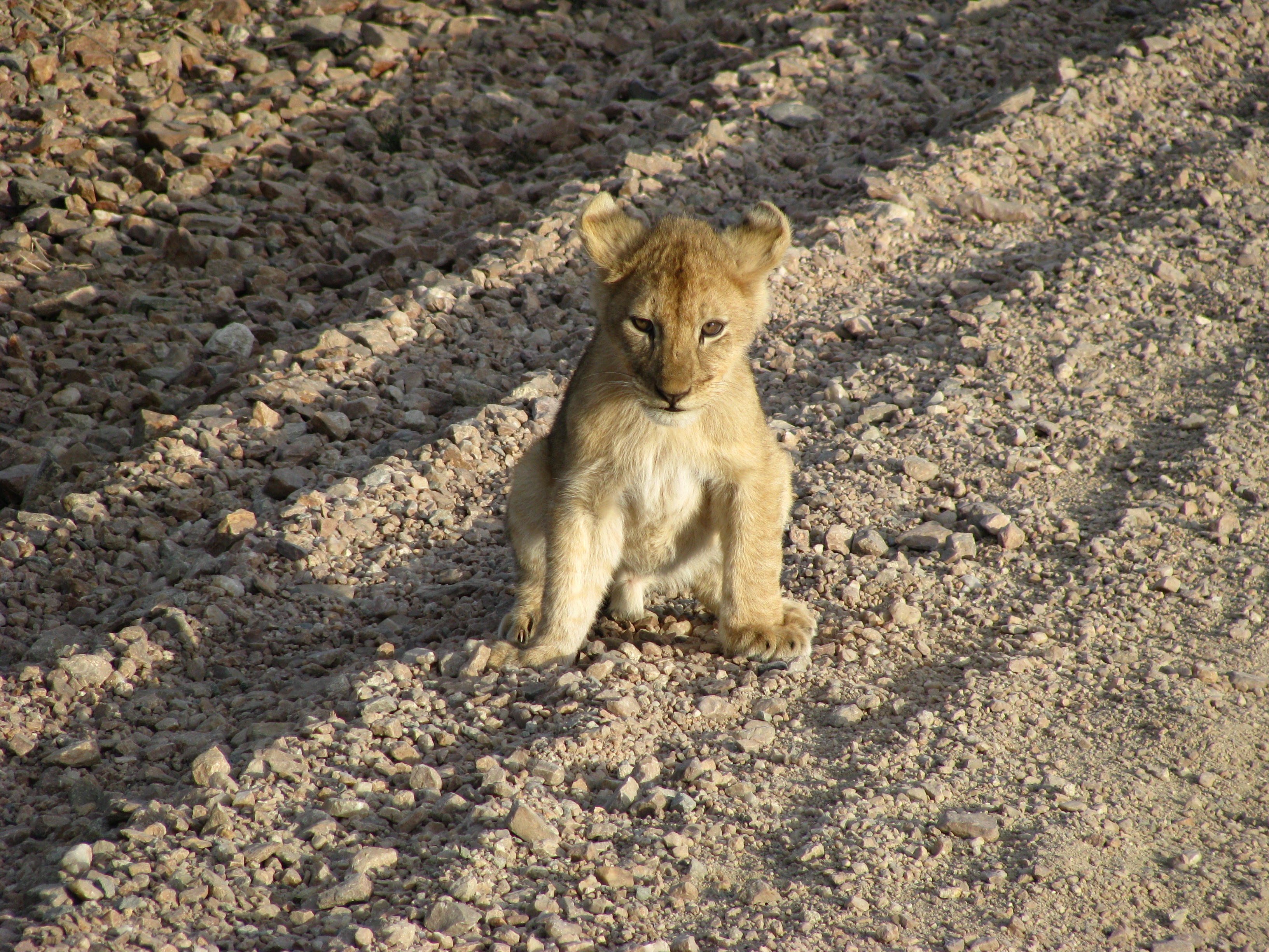 Around Africa
