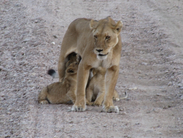 The Lion