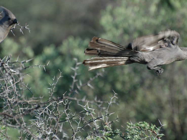 Grey Lourie