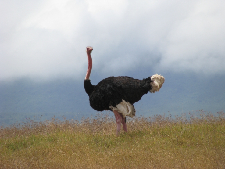 Serengeti
