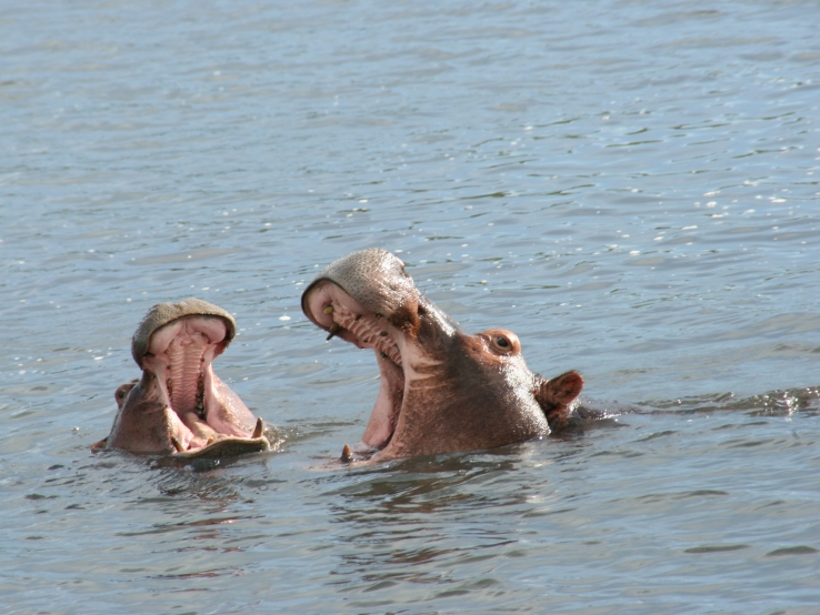 Hippo Humour