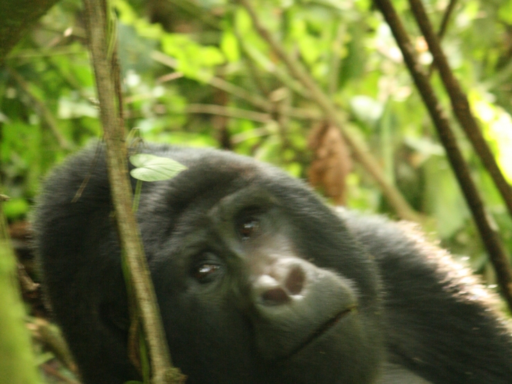 Gorillas