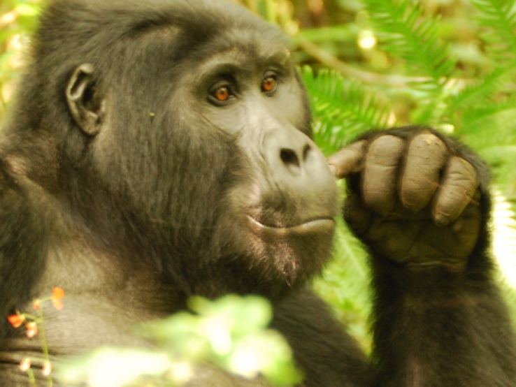 Gorillas in Uganda