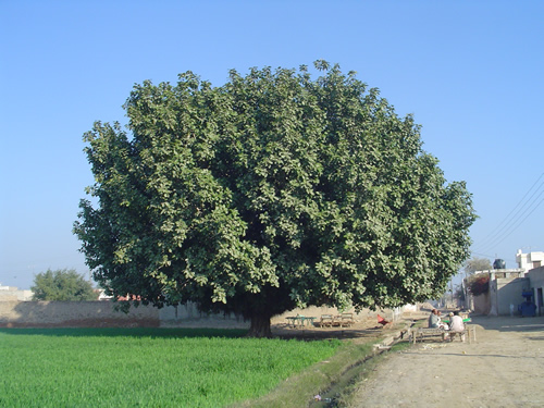 The Big tree