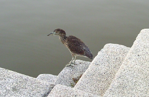 Pajarraco en Puerto Madero