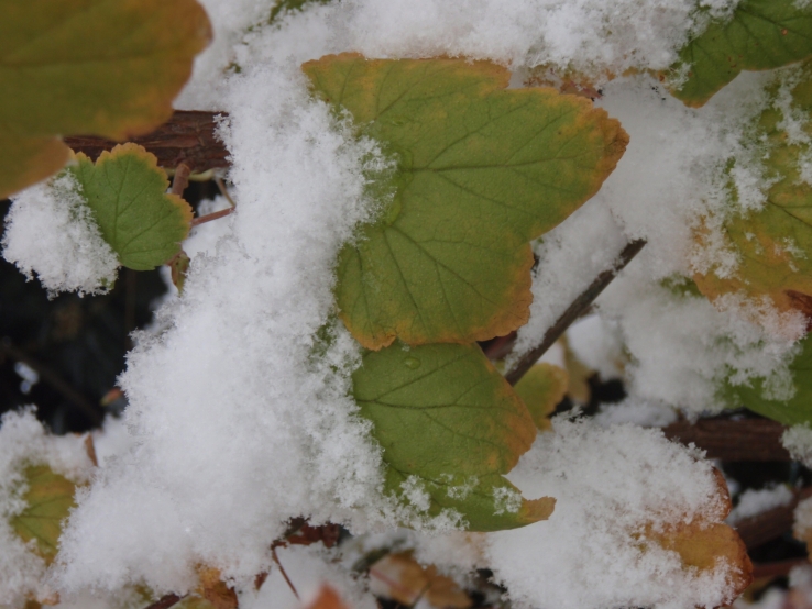 green ice