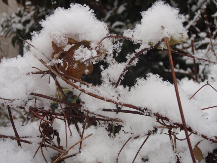 cotton ice