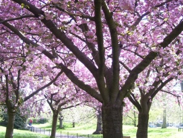 London in Spring