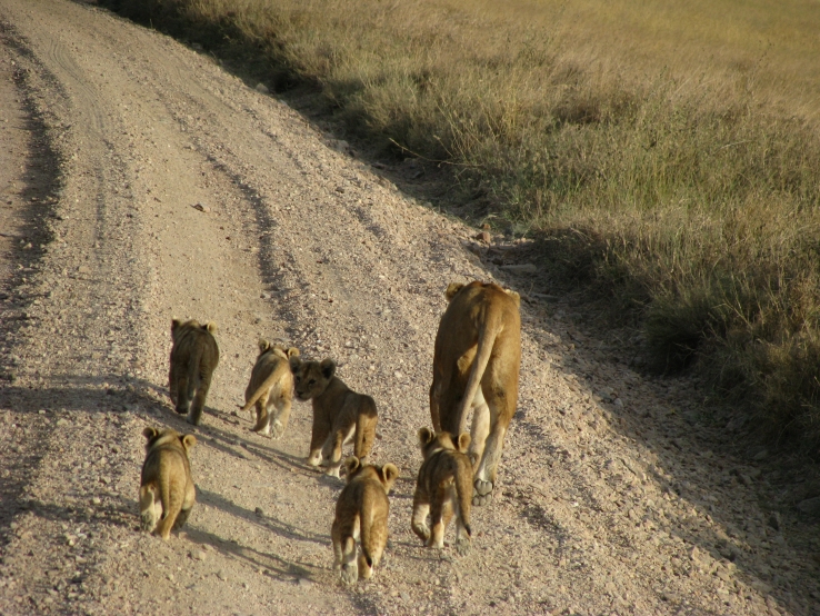 lions!