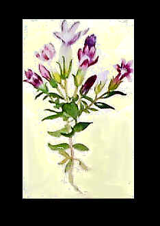 Orchids 1