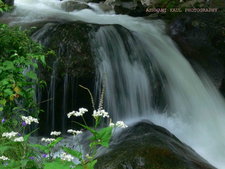 HIMALAYAN BROOK