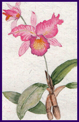 Orchids