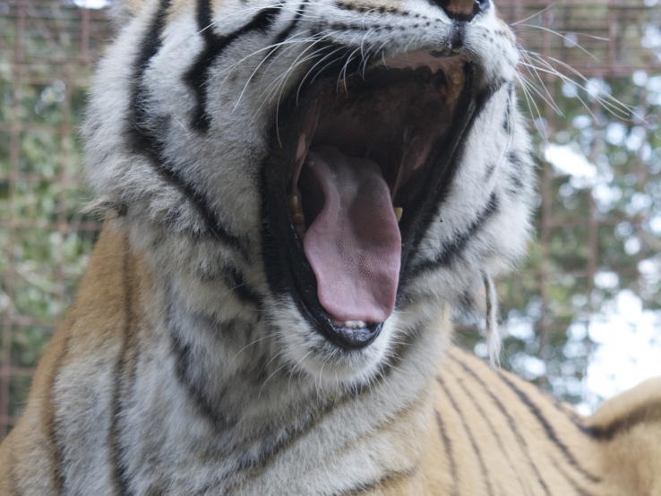TOOTHLESS TIGER - Help end the abuse of captive BIG CATS!