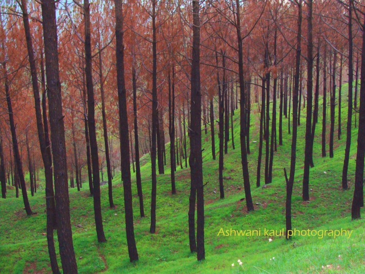 WOODS HIMALAYAS