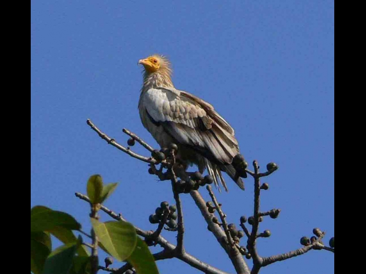 EGYPTIAN VULTURE