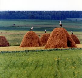 Storks