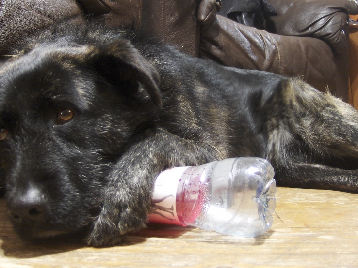 My dog Noa biting