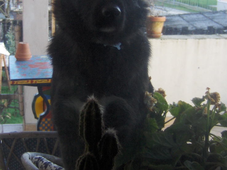 My dog Noa