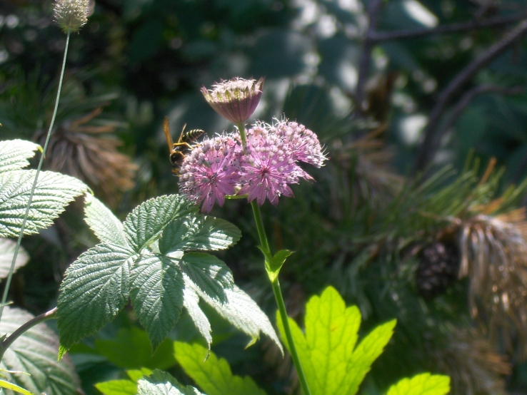 A bee and the flower
