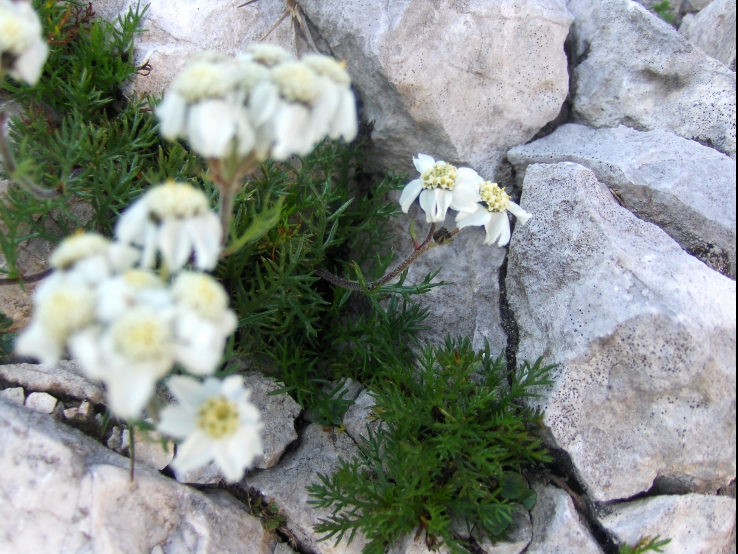White flowers aka "camomiles"