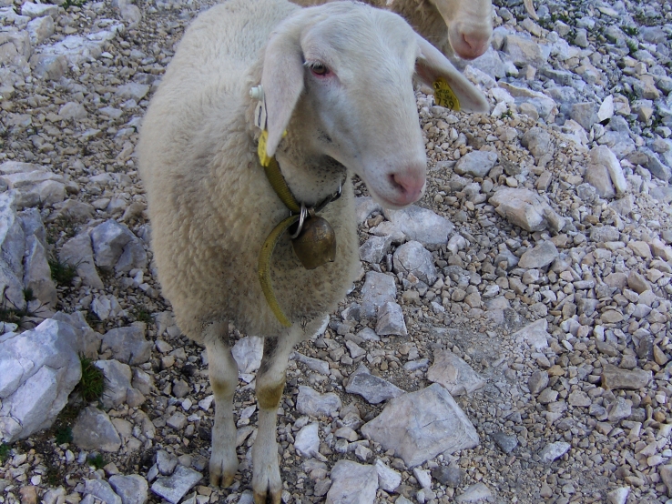 Sheeps posing in Alps
