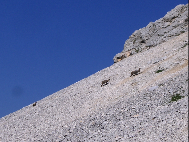 Chamois in the Alps