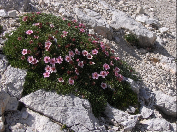 Rose flowers