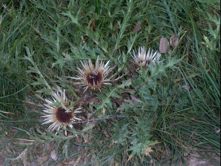 Carlina acaulis