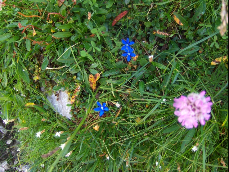 Flowers near Triglav lakes
