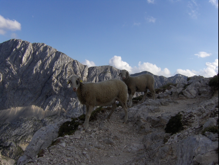 Sheeps in the Alps