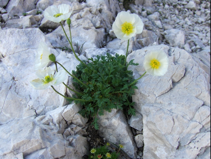 White flower