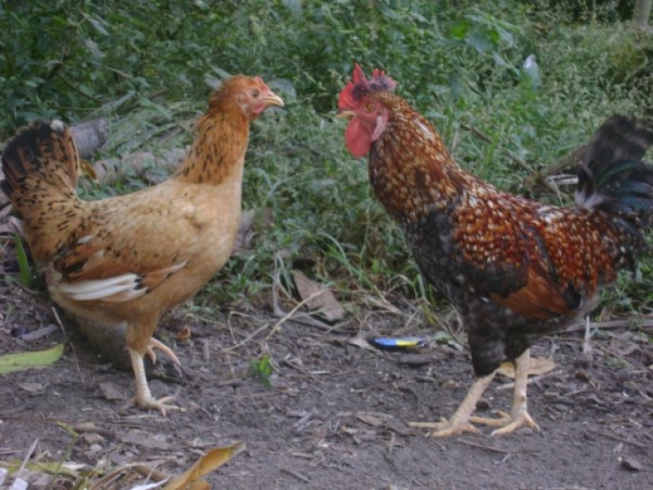 Un combat de coqs