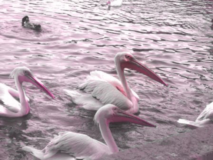 Pink Ducks