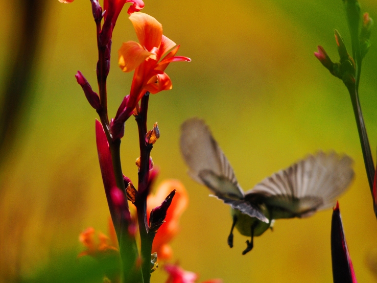 fly