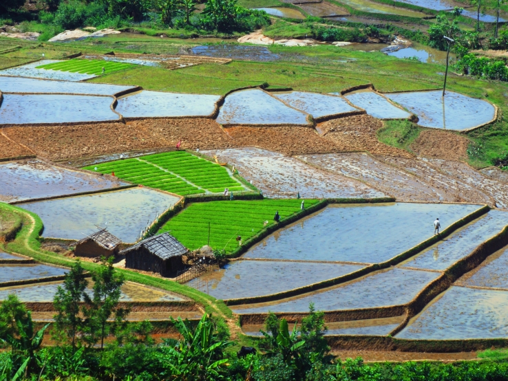 paddy field