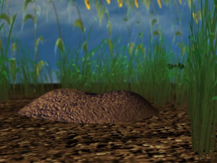 ant hill