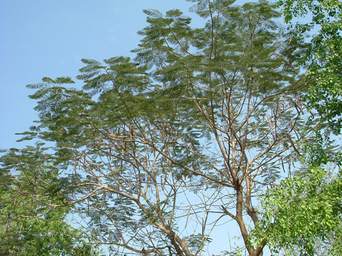 Nature of Bangladesh