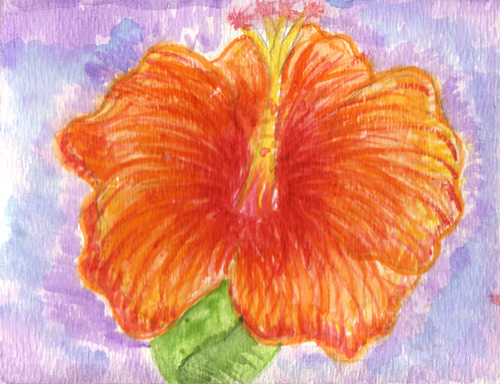 Hibiscus
