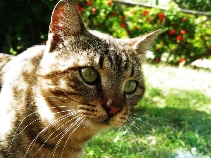 cat's eye