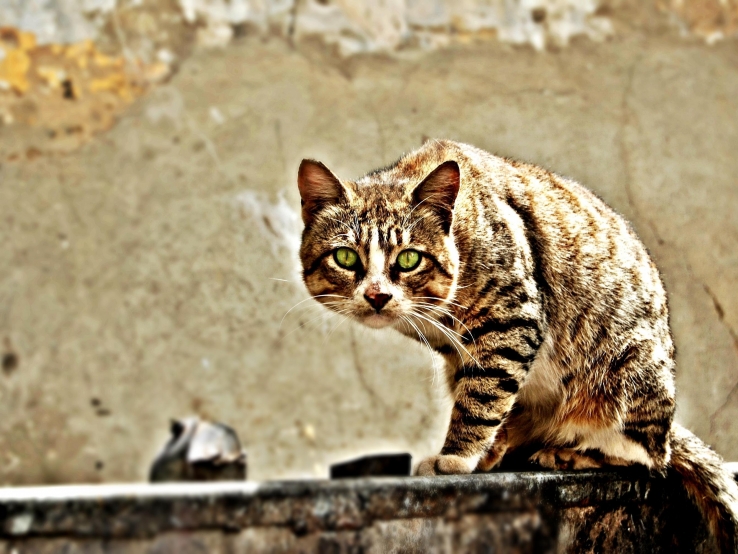 Wild Cat's Curiosity