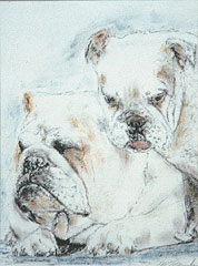 English Bulldogs