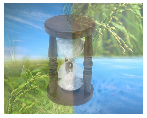 Rice: life is infinite