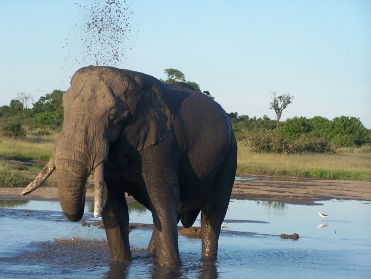 Elephant