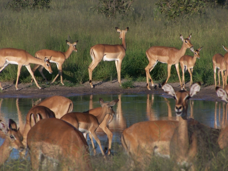 Impala