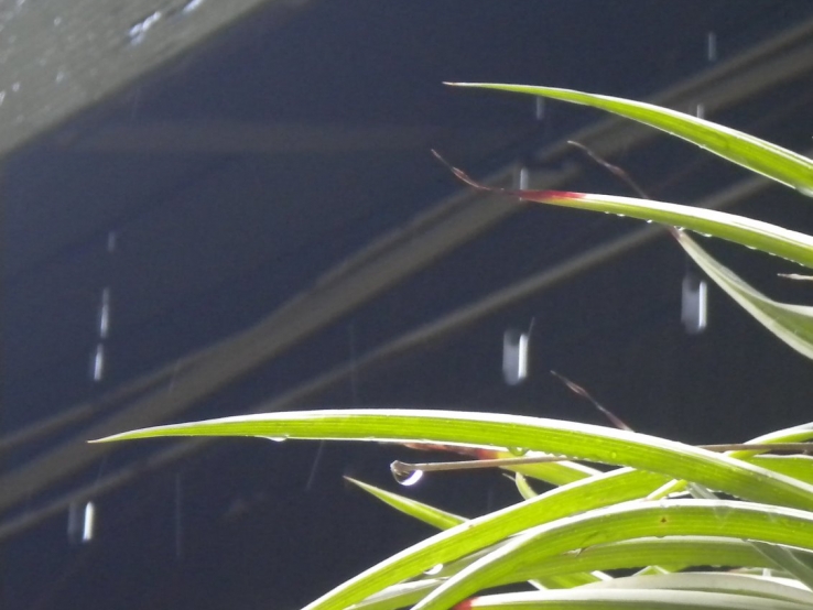 Raindrops