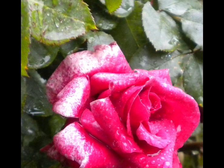 Rose by Rose