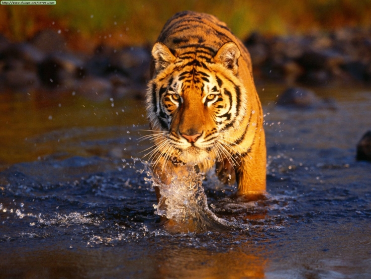 Royal Bengal Tiger