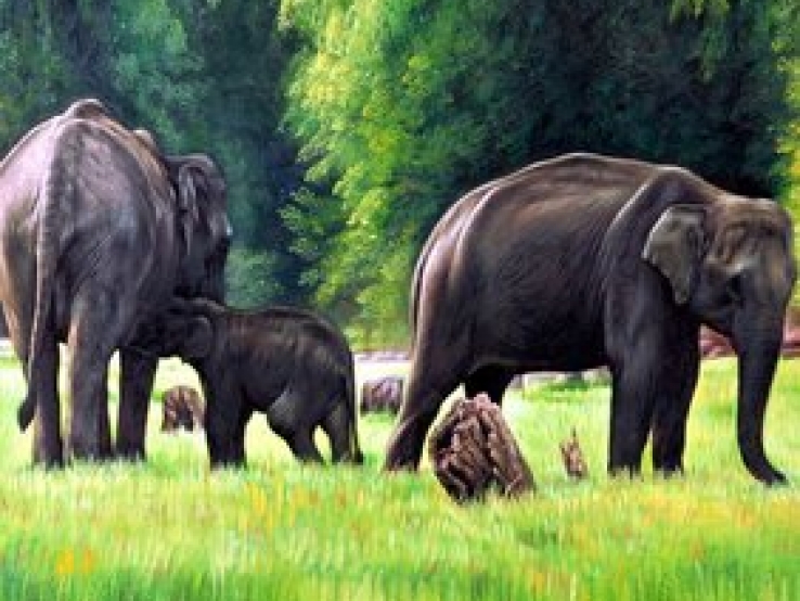 Elephants on life