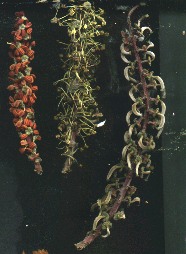 egyptia kharoob (ceratonia) flowers