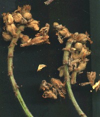 egyptia kharoob (ceratonia) flowers